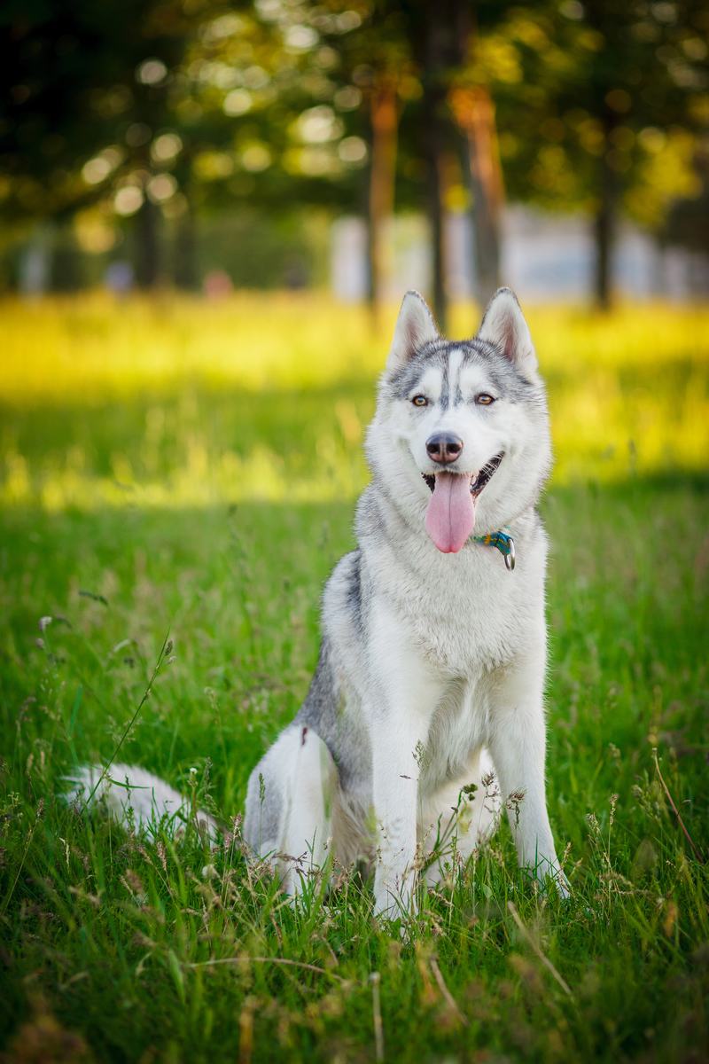 美国秋田犬品种介绍：从性格到用途，全面解析