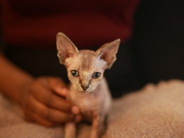 加拿大无毛小猫图片