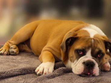 趴着的斗牛犬图片