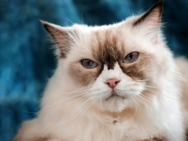 可爱金吉拉猫宠物写真图片
