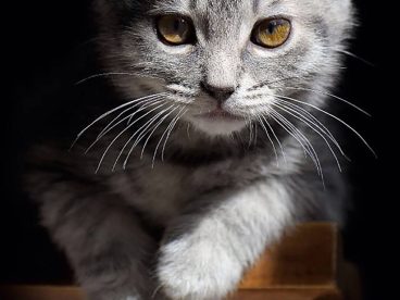 小可爱