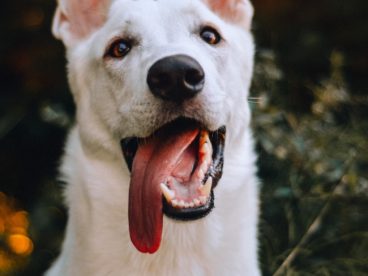 白色家犬图片