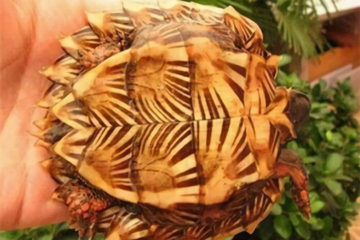 刺山龟身份信息