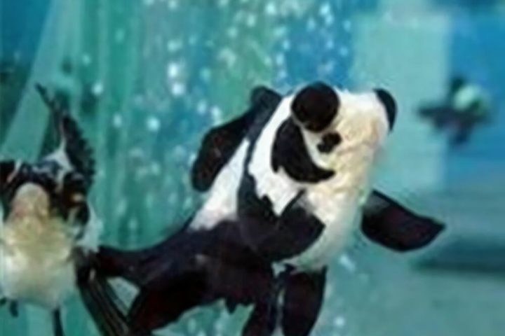 喜鹊花身份信息