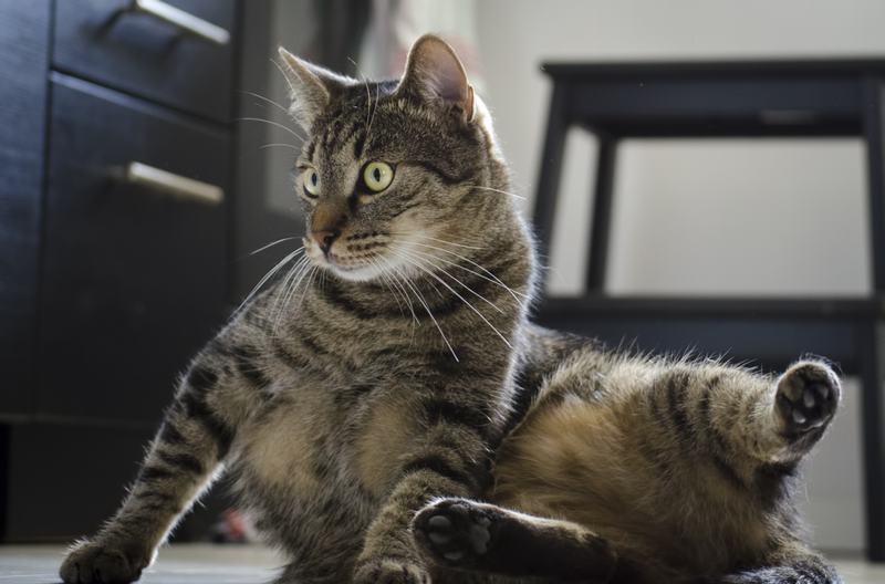 撒丁岛猫品种介绍,撒丁岛的美食
