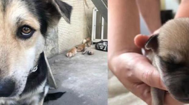 让人泪目的一刻：狗宝宝不幸夭折，狗妈妈忍痛埋葬