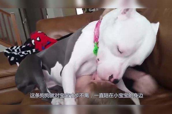 主人外出买菜,嘱咐狗狗照顾好宝宝,回家一看却一瞬间笑喷了