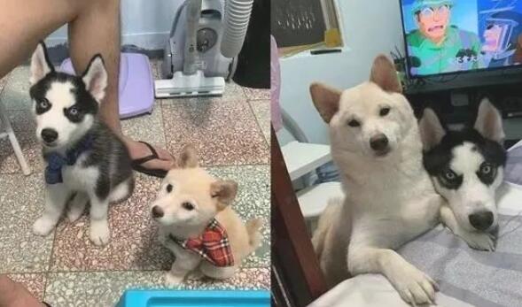 柴犬对二哈作出这一姿势突显影响力:一看就知道谁是大哥