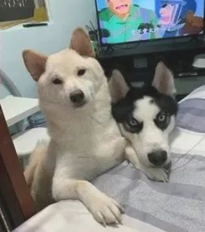 柴犬对二哈作出这一姿势突显影响力:一看就知道谁是大哥