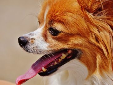蝴蝶犬的图片
