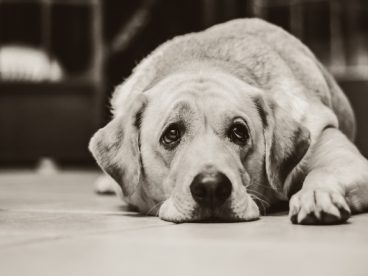 伤心拉布拉多犬图片