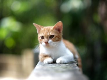 可爱乖巧小猫咪图片