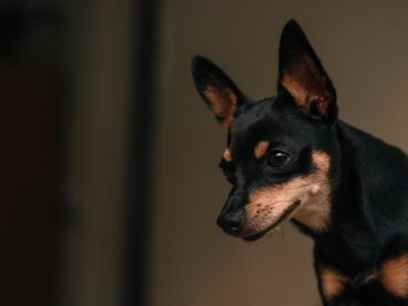 迷你杜宾犬头部特写图片