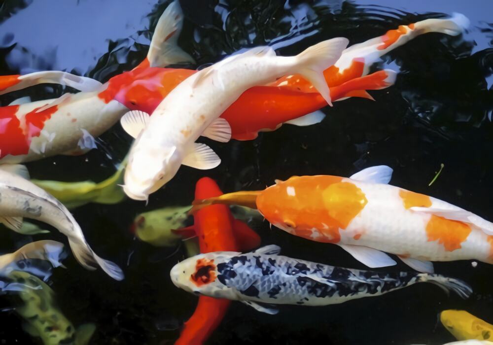 锦鲤身份信息