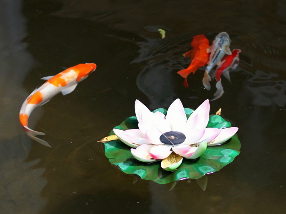 锦鲤身份信息