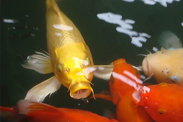 锦鲤身份信息