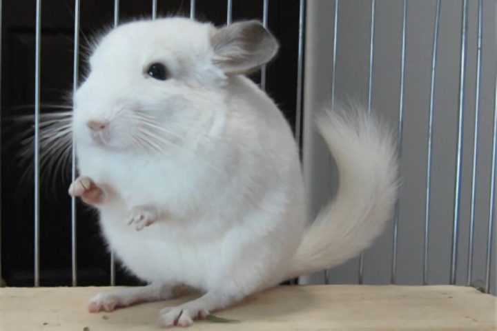纯白龙猫身份信息
