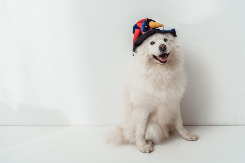 狼青犬品种介绍:忠诚与力量的完美结合