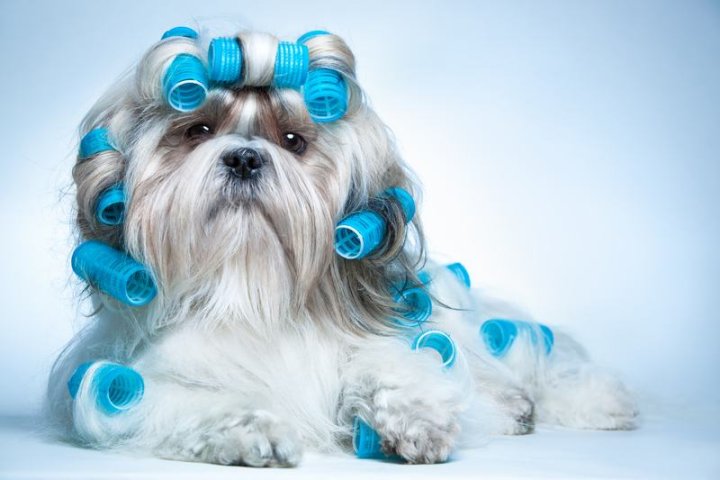 狼青犬品种介绍：忠诚与力量的完美结合