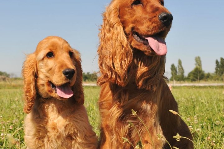 波利犬：外表可爱，内心温柔，是宠物界的宝藏