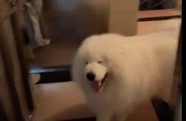怕狗的朋友来家里做客，萨摩耶使劲往她身子上蹭