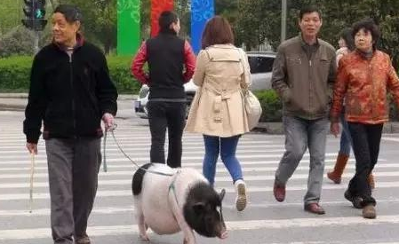 见过遛狗遛猫的算什么 你见过遛龟?遛鱼?遛蜥蜴?