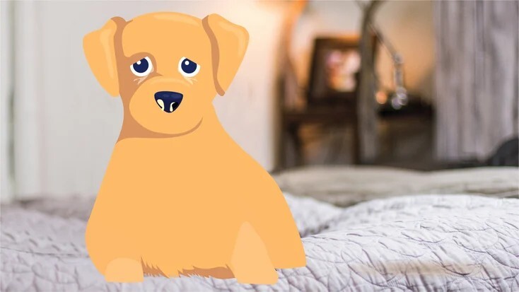 犬瘟热:病因、症状与治疗方法