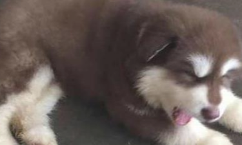 女孩骗父母说这狗长不大，大半年后，才了解它是巨型阿拉斯加犬
