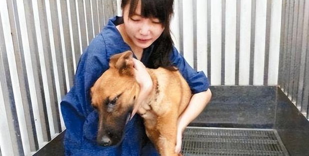 “美女兽医”简稚澄：给700只流浪狗安乐死后自杀