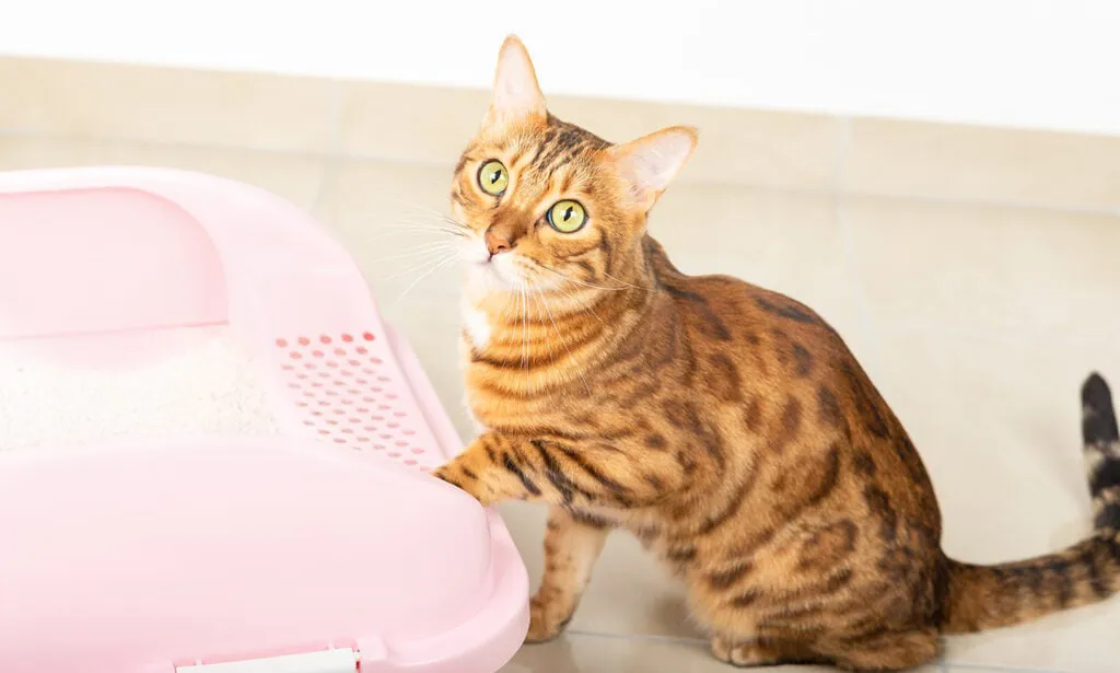 什么是猫腹泻?原因、应对及预防全攻略