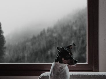 可爱呆萌田园犬图片