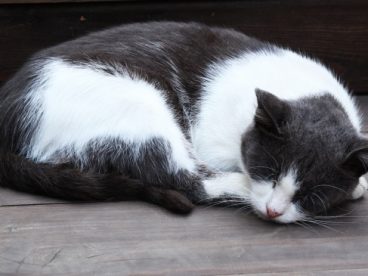 小猫咪睡着图片