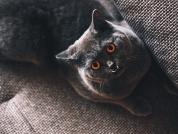 灰色可爱小猫咪图片