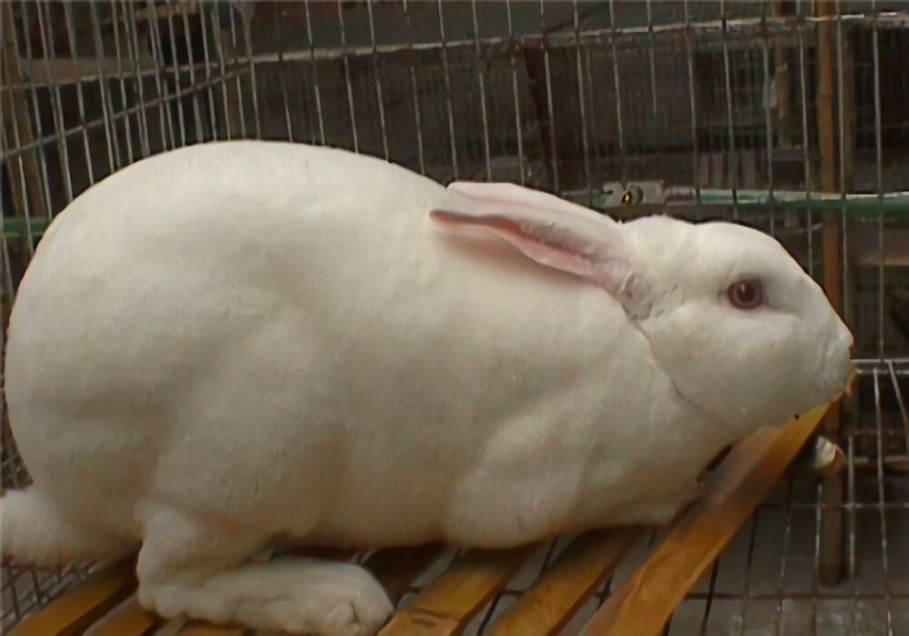 獭兔身份信息
