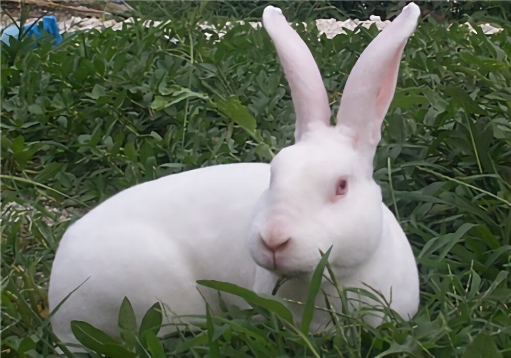 獭兔身份信息