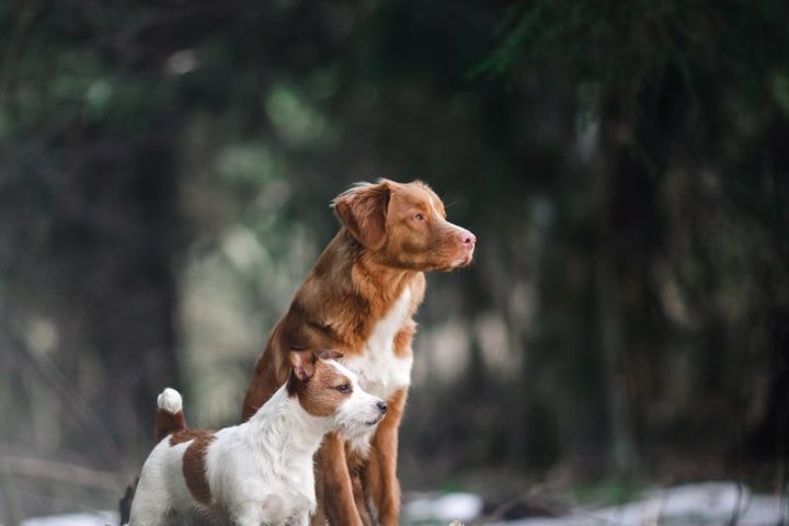 纪州犬品种介绍：了解中华spaniel的文化与魅力