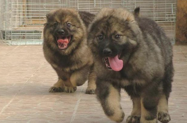 称为“犬中之王”的狗，体型是世界上最大，藏獒也打但是它！