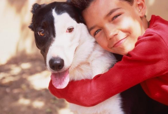 心爱斗牛犬丢失,土豪主人竟用这种方法寻狗!声称不找到绝不罢休