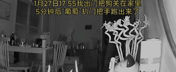 狗狗扒门偷偷跑出，被邻居带回家中虐杀抛尸