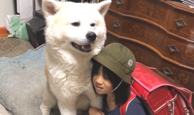 秋田犬进卧房不做声，小主人下学回家才搞清楚，萌化主人家的心