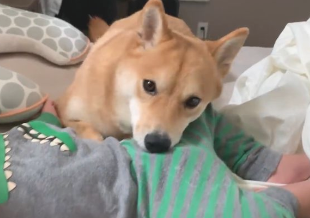 小主人出世后，想不到柴犬愈来愈忙，还能教宝宝玩手机