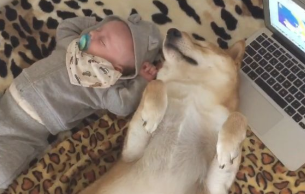 小主人出世后，想不到柴犬愈来愈忙，还能教宝宝玩手机