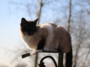 肥猫图片