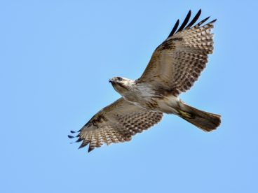 高空自由飞翔的秃鹰图片