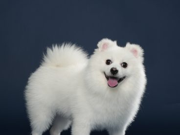 黑色可爱博美犬宠物写真摄影图片