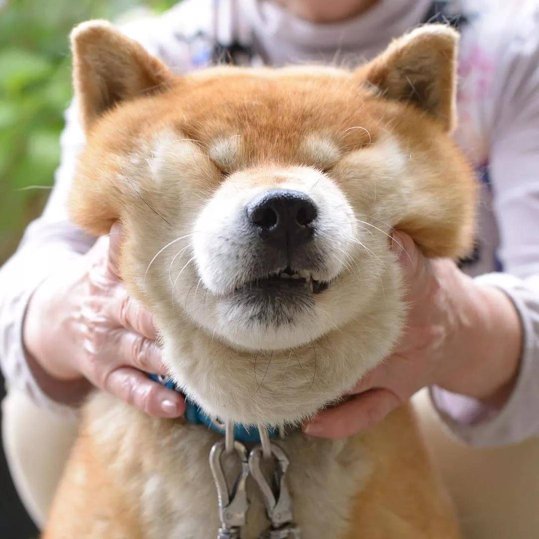 看着柴犬软绵绵的大脸,真是忍不住想捏一把,试问谁不想Rua一把小柴的脸蛋儿呢?看着Ryuji酱的这个大脸我真是控制不住双手了... 现在人家还出了写真集柴犬りゅうじ,大家可以支持一下~