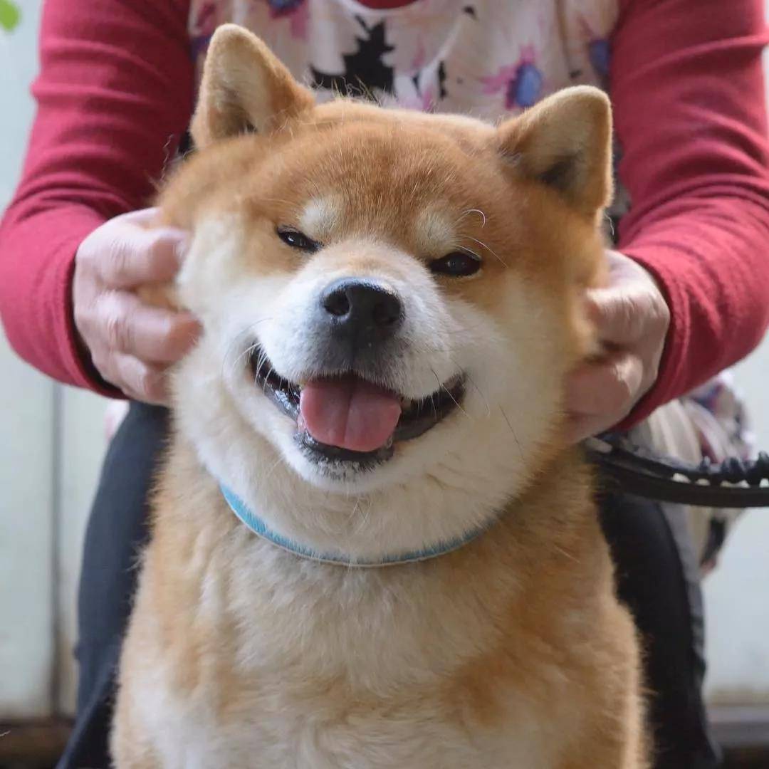 看着柴犬软绵绵的大脸,真是忍不住想捏一把,试问谁不想Rua一把小柴的脸蛋儿呢?看着Ryuji酱的这个大脸我真是控制不住双手了... 现在人家还出了写真集柴犬りゅうじ,大家可以支持一下~