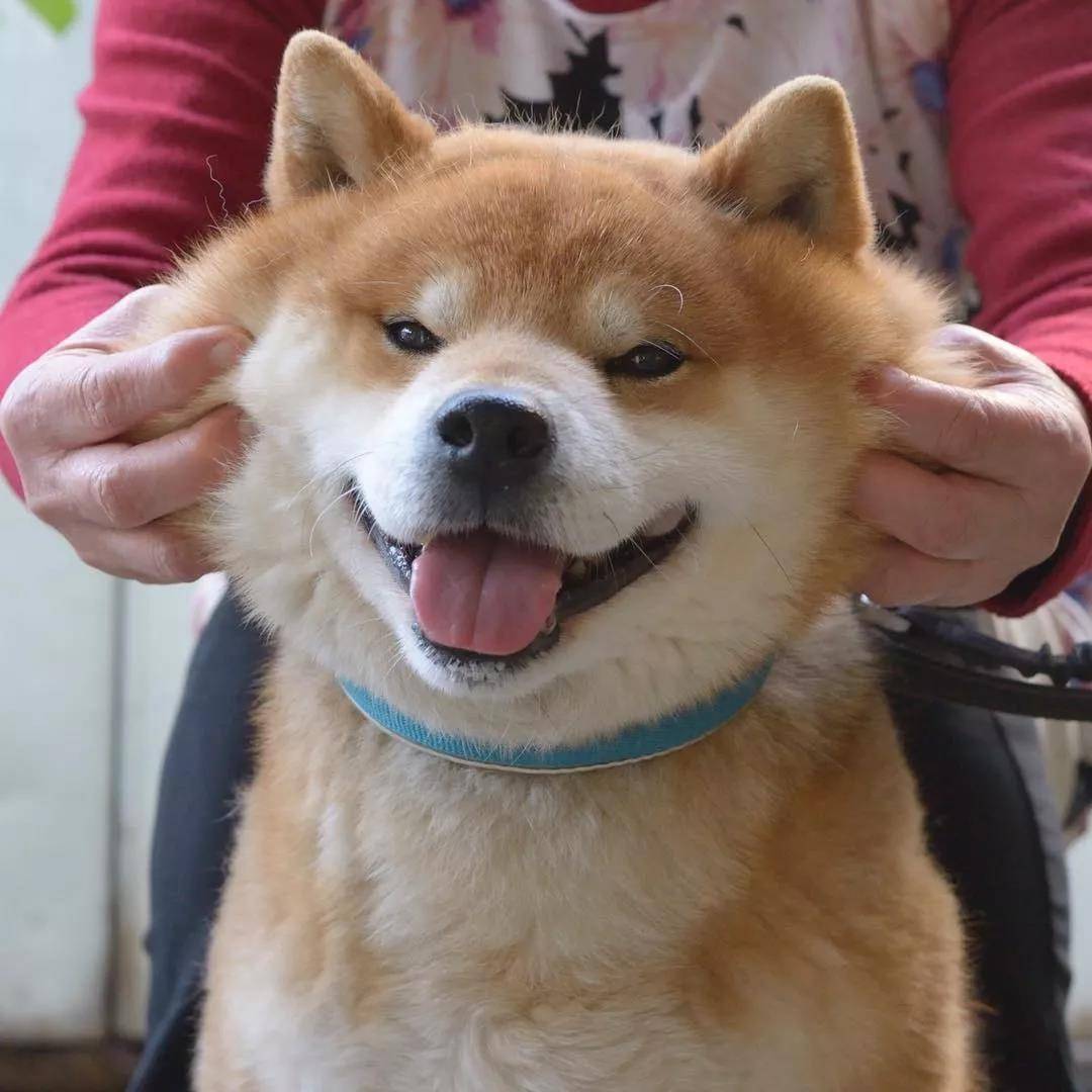 看着柴犬软绵绵的大脸,真是忍不住想捏一把,试问谁不想Rua一把小柴的脸蛋儿呢?看着Ryuji酱的这个大脸我真是控制不住双手了... 现在人家还出了写真集柴犬りゅうじ,大家可以支持一下~