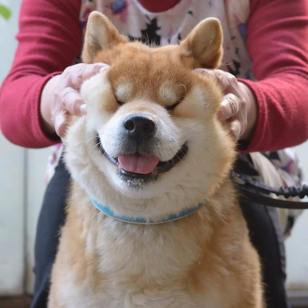 看着柴犬软绵绵的大脸,真是忍不住想捏一把,试问谁不想Rua一把小柴的脸蛋儿呢?看着Ryuji酱的这个大脸我真是控制不住双手了... 现在人家还出了写真集柴犬りゅうじ,大家可以支持一下~