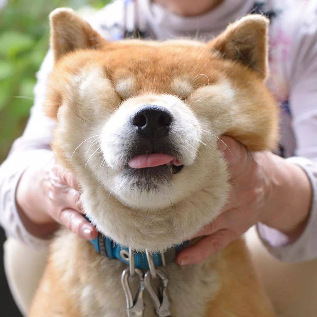 看着柴犬软绵绵的大脸,真是忍不住想捏一把,试问谁不想Rua一把小柴的脸蛋儿呢?看着Ryuji酱的这个大脸我真是控制不住双手了... 现在人家还出了写真集柴犬りゅうじ,大家可以支持一下~